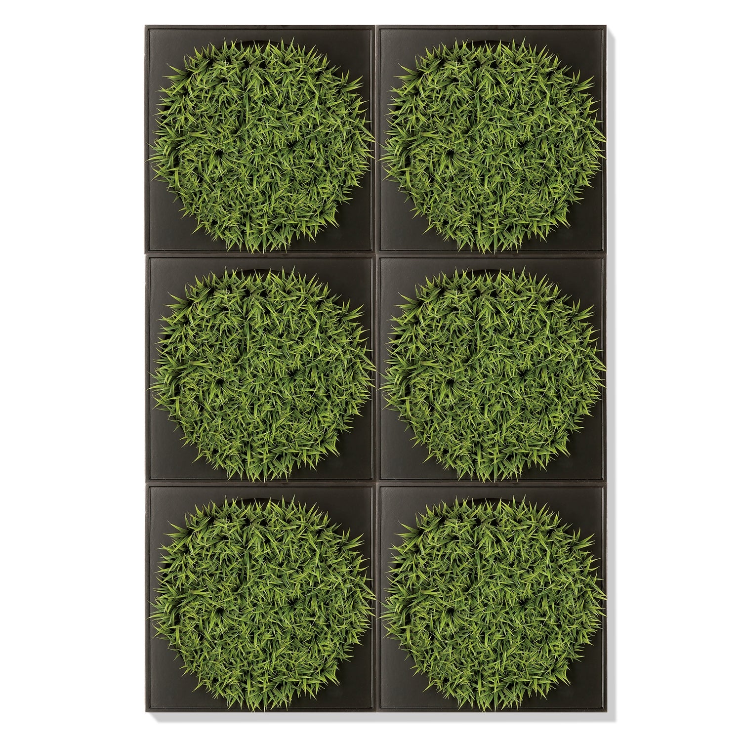 Green Wall, Mini, Curly Grass