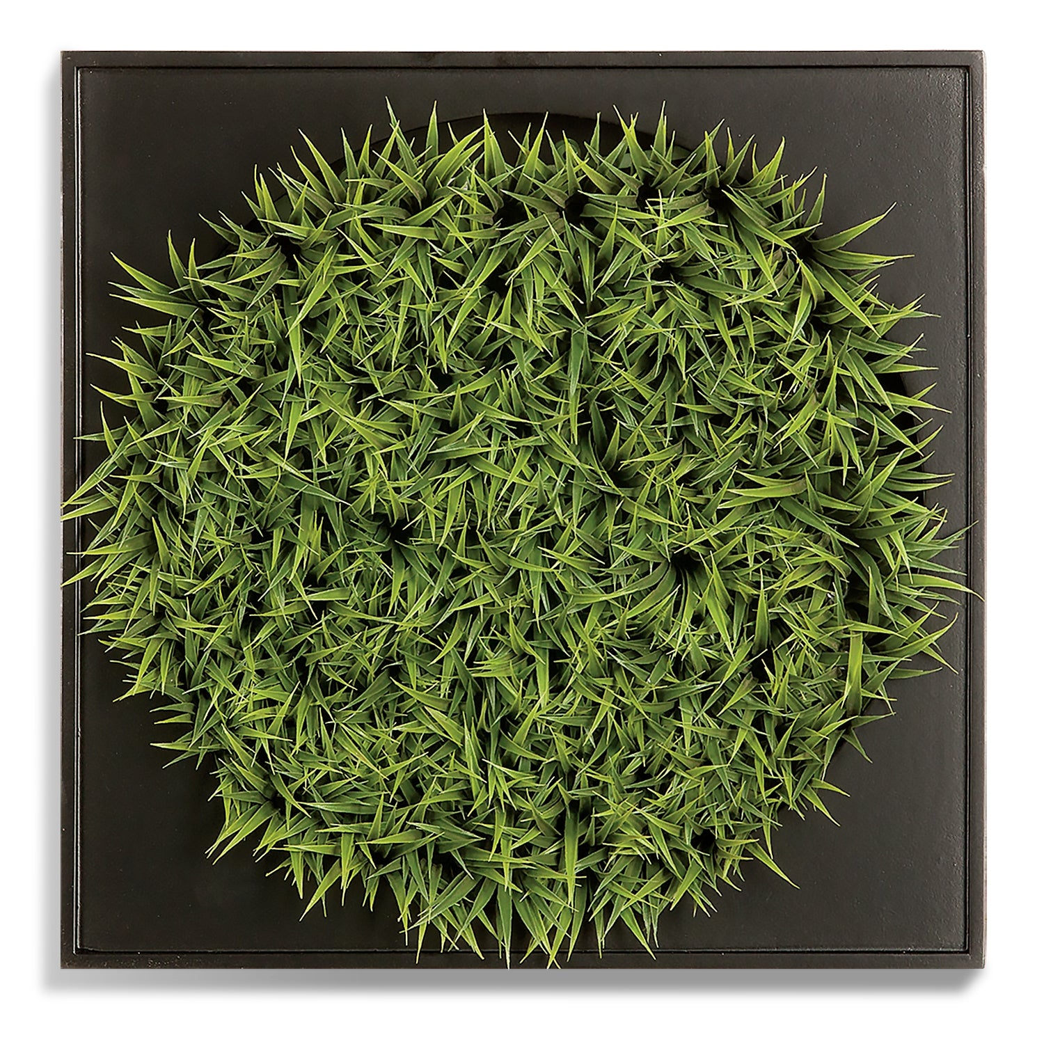 Green Wall, Mini, Curly Grass