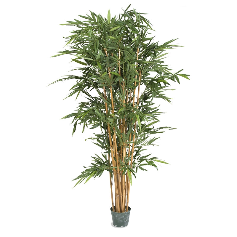 Bamboo Tree 84"H, Potted