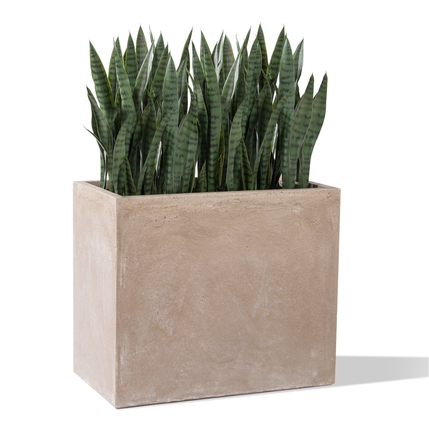 Sansevieria Outdoor Green Plant Set Unpotted, 18"H