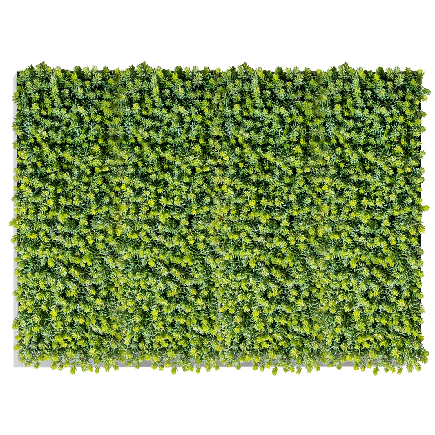 Green Wall, Sedum Album Green