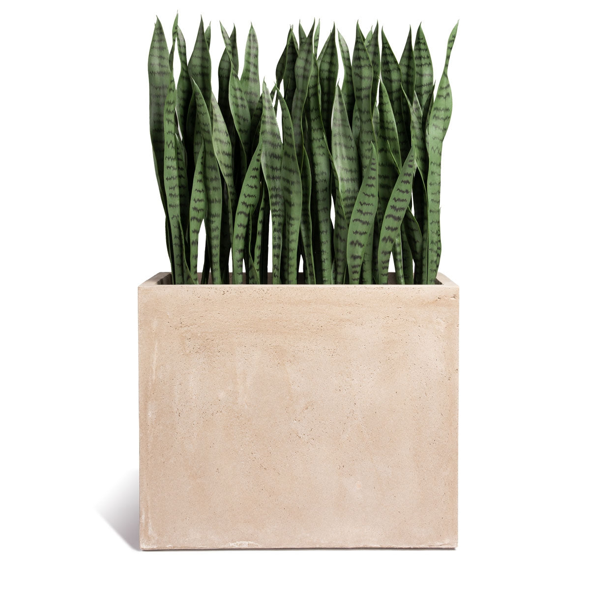 Sansevieria 38"H in Rectangle Urbano, SM