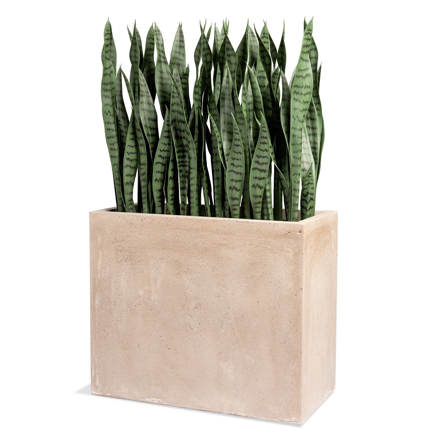 Sansevieria 38"H in Rectangle Urbano, SM