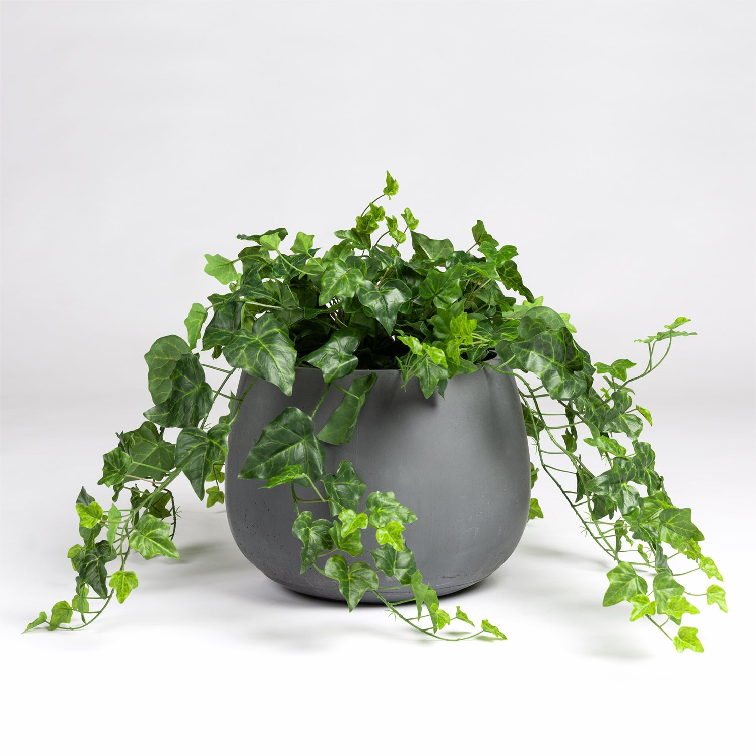 Ivy in Puddle Planter Grey, LG