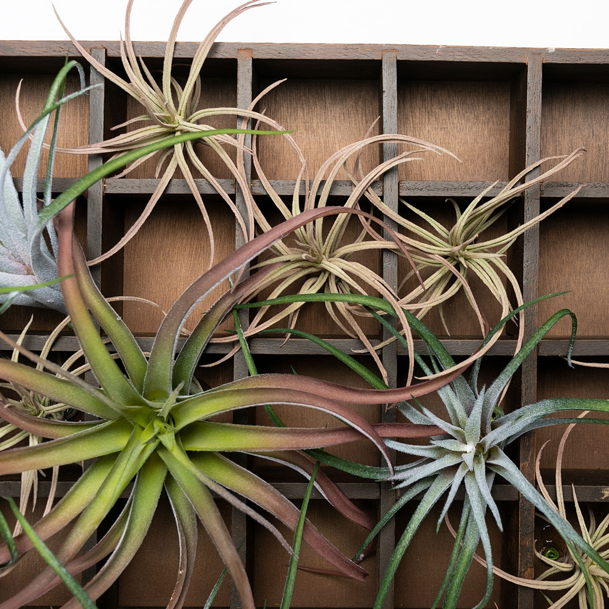 Green Wall, Pixelated Air Plants, 64 Compartments