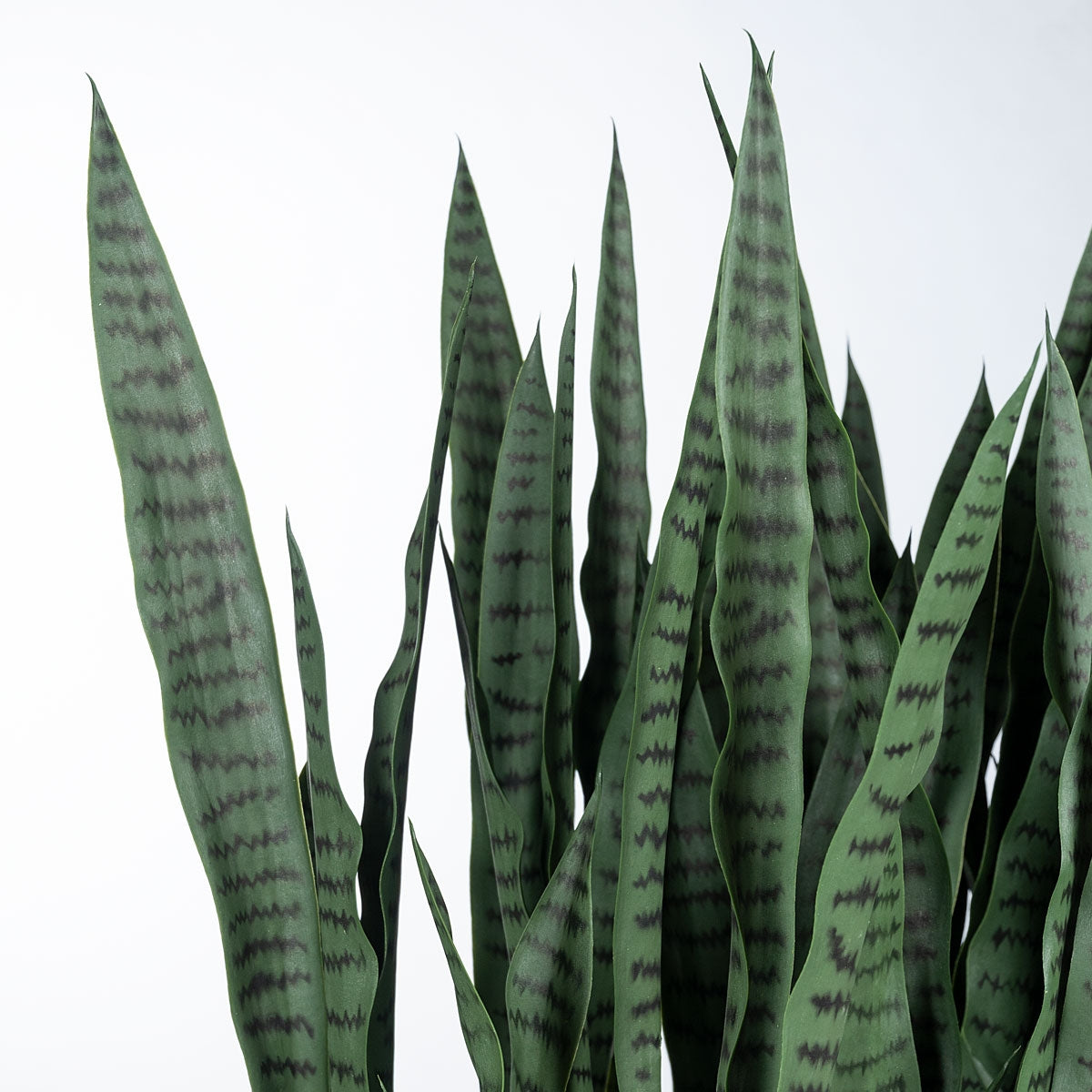 Sansevieria in Whitewash Rectangle Planter — Gold Leaf Design Group