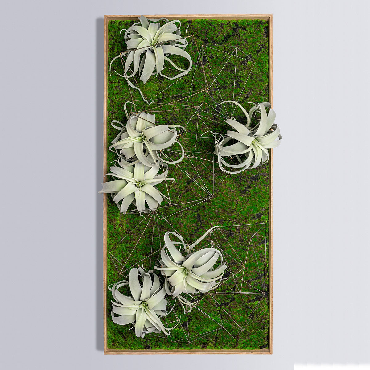 Green Wall, Wire Crystals & Xerographica