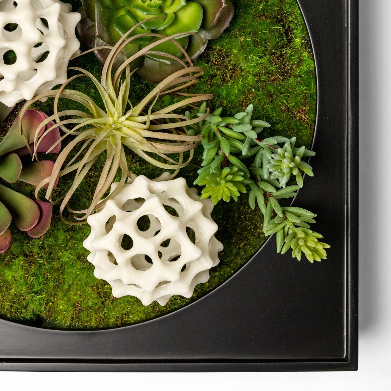 curly air plant Tillandsia Micro Curly Air Plant — Gold Leaf Design Group