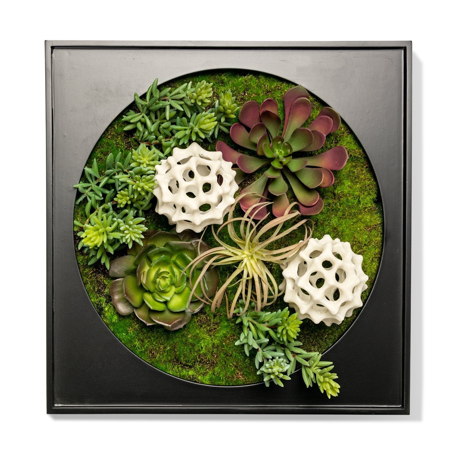 air plant sculpture Tillandsia Micro Curly Air Plant — Gold Leaf Design Group