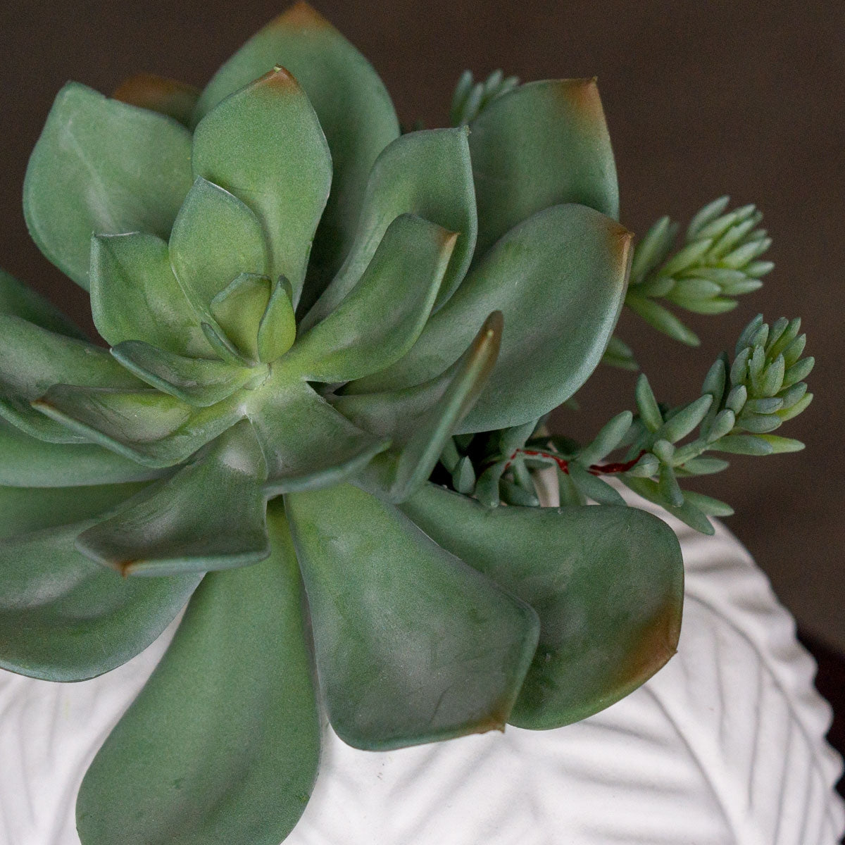 grapto succulent Succulent: Echeveria Grapto — Gold Leaf Design Group