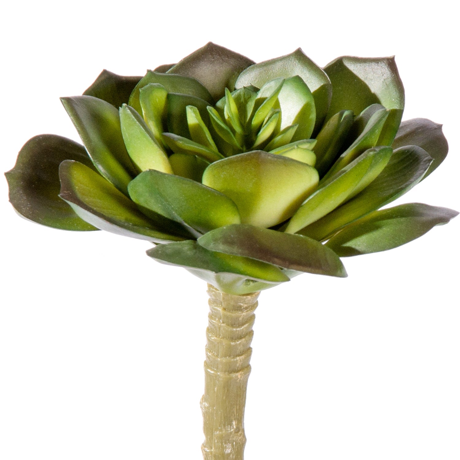 Succulent:  Echeveria Mini Two-Tone