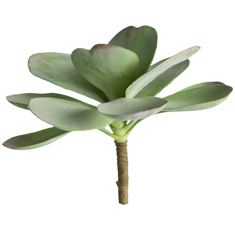 Succulent: Dusty Paddle 7.5"D Kalanchoe