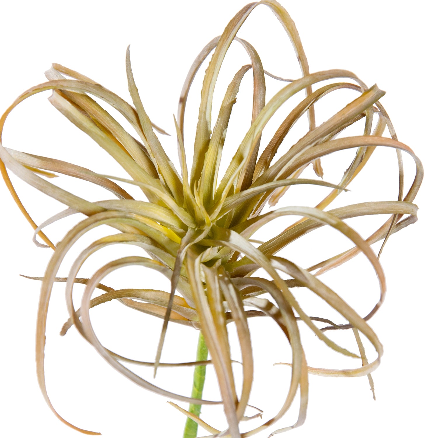 yellow air plant Tillandsia Micro Curly Air Plant — Gold Leaf Design Group