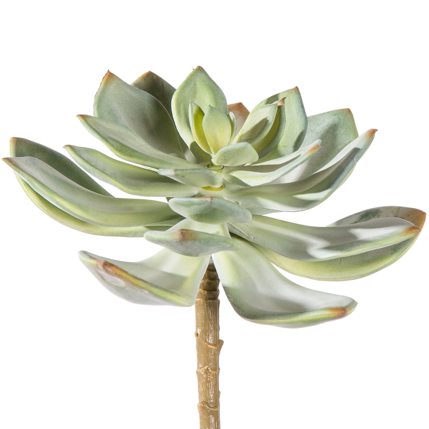 grapto succulent Succulent: Echeveria Grapto — Gold Leaf Design Group