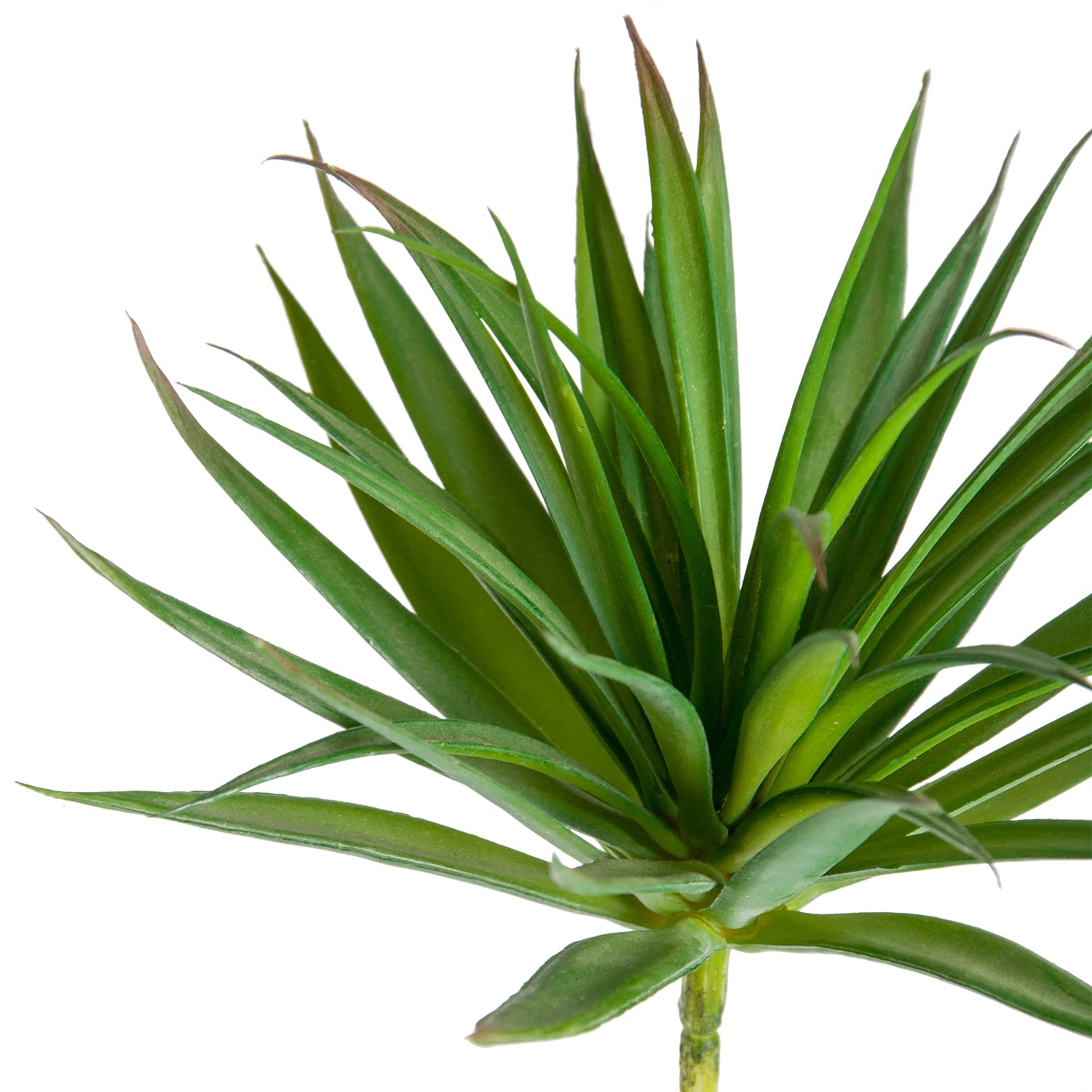 succulent yucca Succulent: Yucca Mini Green, 7"H — Gold Leaf Design Group