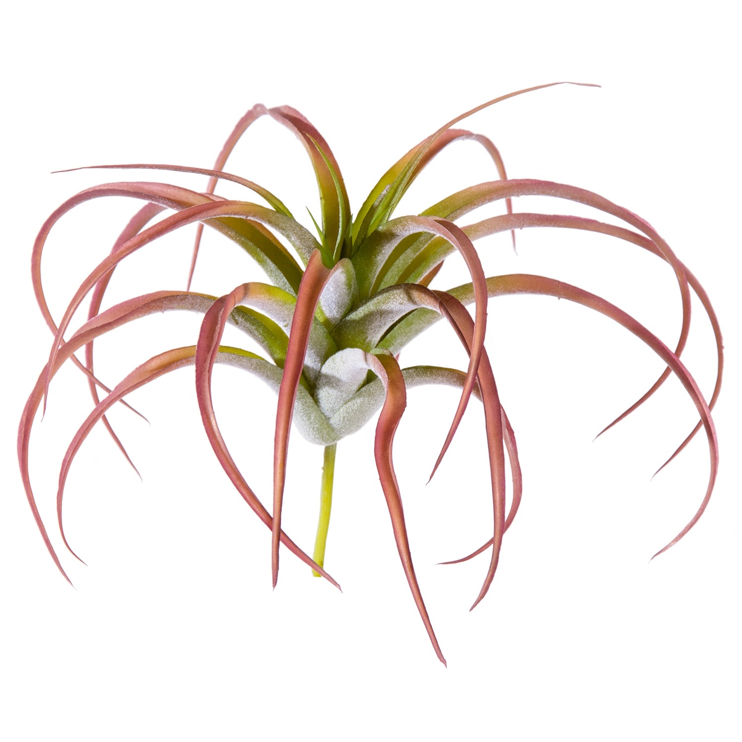 Tillandsia Tenuifolia Bronze Air Plant