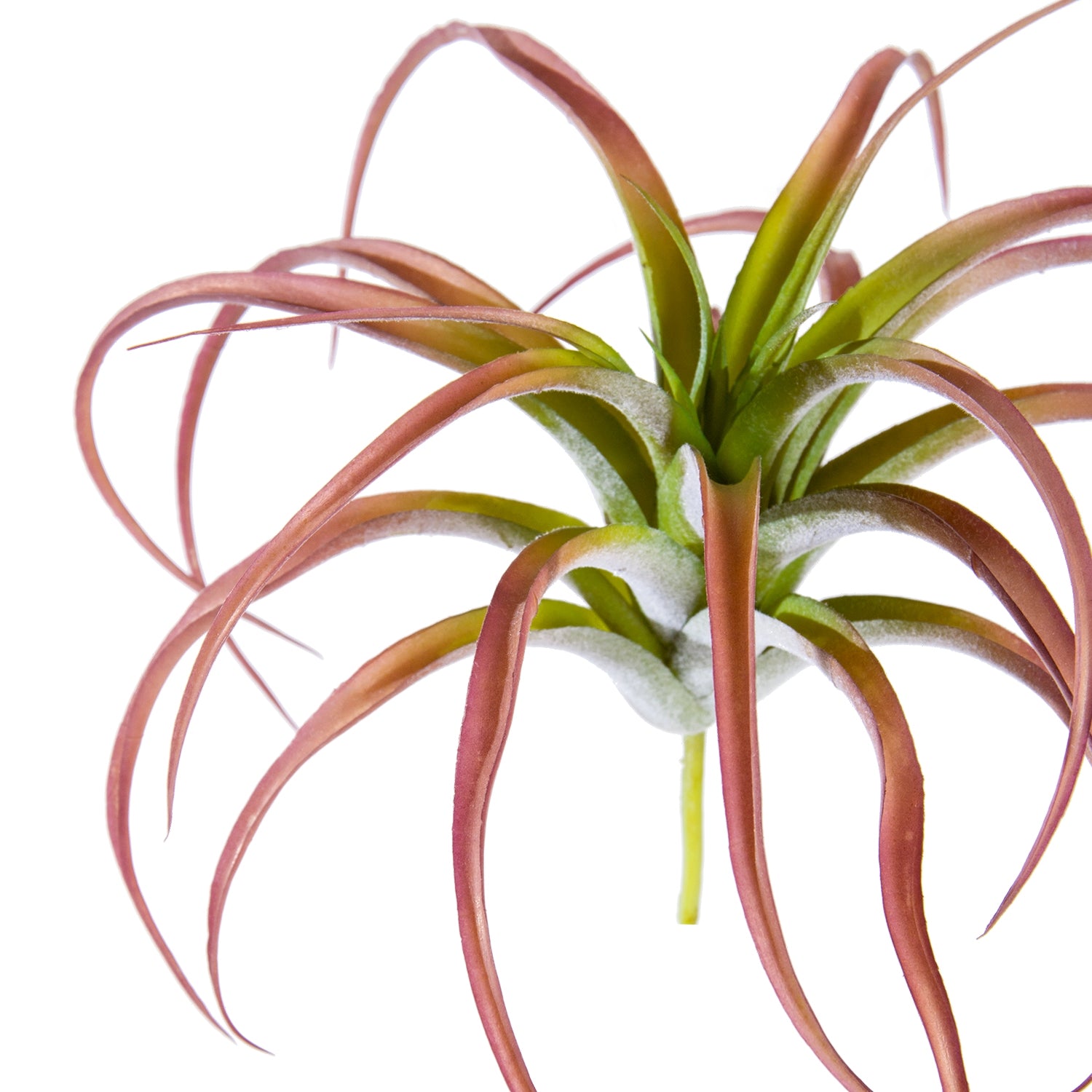 Tillandsia Tenuifolia Bronze Air Plant