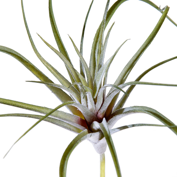 Tillandsia ヒルタ Tillandsia capitata 'Peach' - Bromeliad Paradise