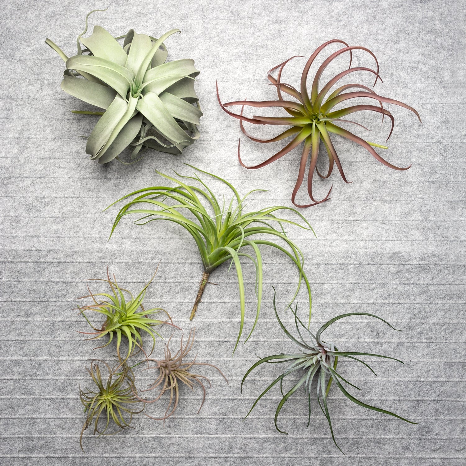 latifolia air plant Tillandsia Latifolia 12"OD Air Plant — Gold Leaf Design Group