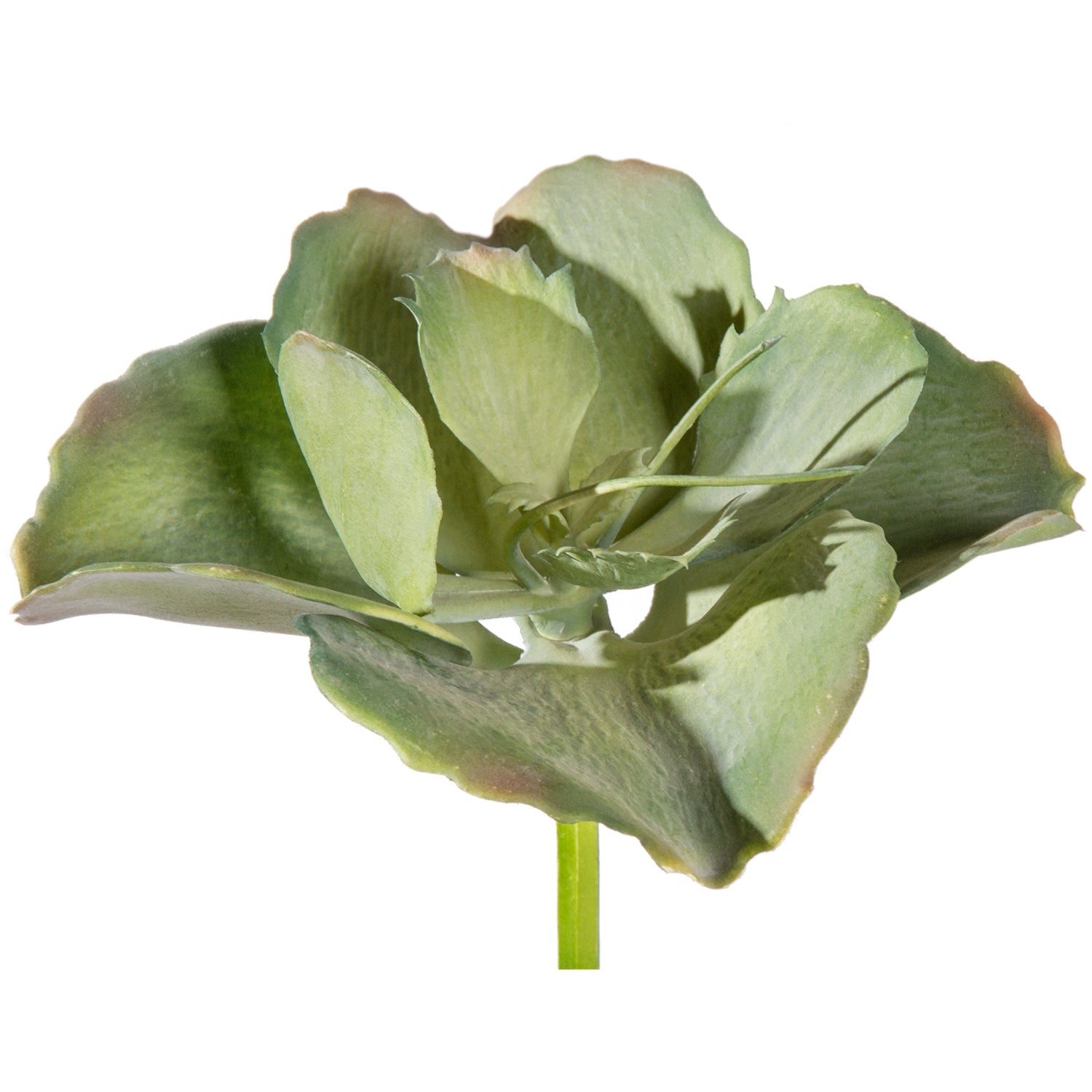 Succulent: Kalanchoe Tetra